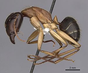 Camponotus nigriceps Casent0280197 p 1 high