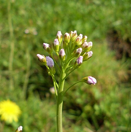 Cardamine pratensis 10