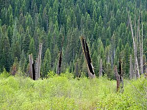 Cedar Snags 2 - St Joe NF Idaho