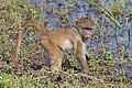 Chacma baboon (Papio ursinus griseipes) juvenile