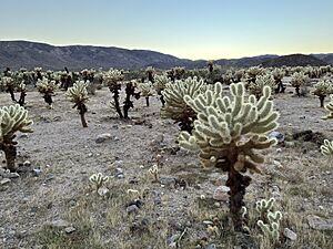 Cholla Cactus Garden Joshua Tree 2022a