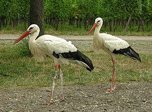Ciconia ciconia -Alsace -France -8