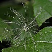 Cirsium arvense - pappus (aka)