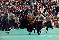 Colorado Ralphie II
