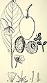 Comprehensive catalogue of Queensland plants, both indigenous and naturalised. To which are added, where known, the aboriginal and other vernacular names; with numerous illustrations, and copious (14779616371)