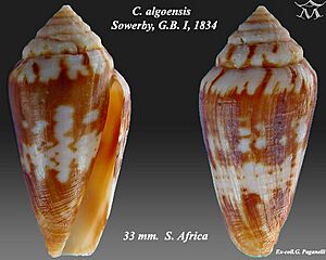Conus algoensis 2.jpg