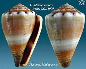 Conus biliosus meyeri 1