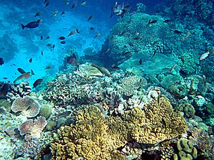 Coral reefs in papua new guinea