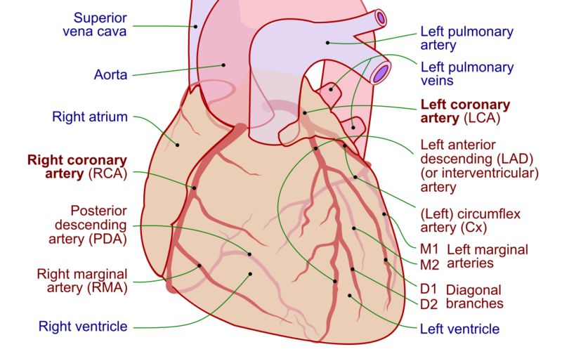 Coronary arteries