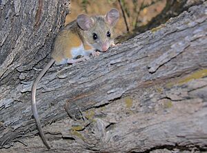 Deer Mouse Portal (Peromyscus maniculatus) (15722414288)