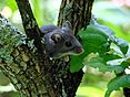 Deer Mouse in Tree (6438329699) B.jpg