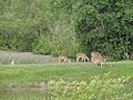 Deer Sudarnakhali Sundarbans