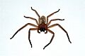 Delena-cancerides-huntsman-spider
