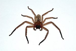 Delena-cancerides-huntsman-spider.jpg