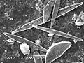 Diatom algae (Bacillariophyta)
