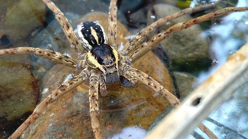 Dolomedes dondalei 27998269