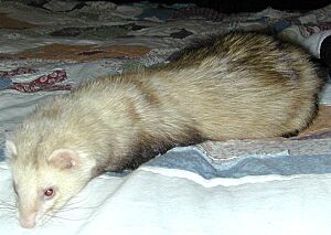 Domestic ferret