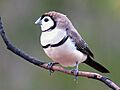 Double-barred finch 8066-2