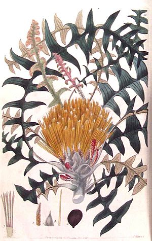 Dryandra nervosa from Flora Australasica.jpg
