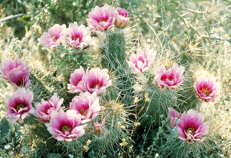 Echinocereus fasciculatus