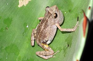Eleutherodactylus dilatus imported from iNaturalist photo 355117 on 13 September 2019.jpg