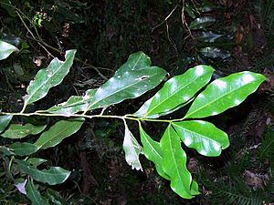 Endiandra compressa leaves.jpg