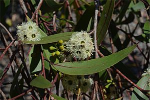 Eucalyptus burgessiana flowers.jpg