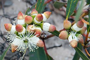 Eucalyptus cosmophylla.jpg