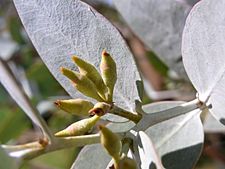 Eucalyptus gillii buds