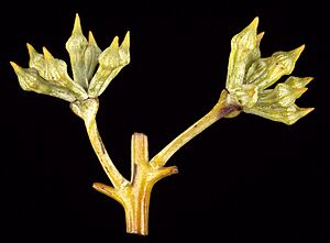 Eucalyptus luehmanniana buds