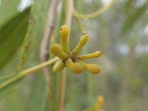Eucalyptus todtiana buds