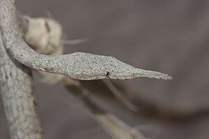 Female Langaha madagascariensis.jpg