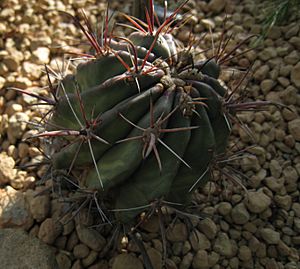 Ferocactus emoryi Fishhook Cactus