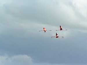 Flamingos bei Cayo Coco, Kuba
