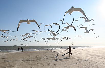 Flock of Seagulls (eschipul)