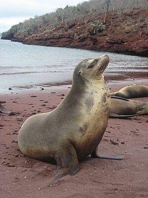 Galápagos Sea Lion, Pacific Ocean, Provincia de Galapagos, EC imported from iNaturalist photo 230246033
