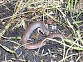 Gardenslendersalamander