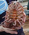 Giant isopod