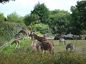 Giraffes at the Belfast zoo.jpg