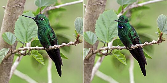 Green-crowned brilliant (Heliodoxa jacula henryi) male composite