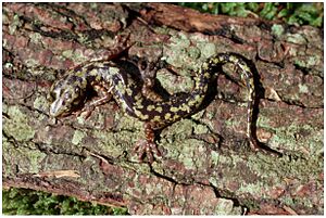 Green Salamander Aneides aeneus 1a