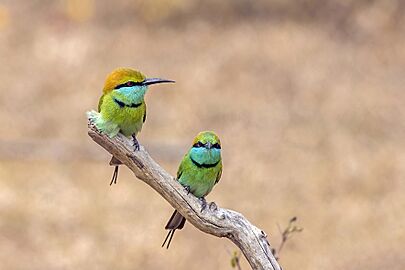 Green bee-eaters (Merops orientalis ceylonicus) hunt 1