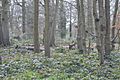 Harebreaks Wood 6