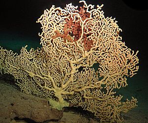 Hawaiian-gold-coral.jpg