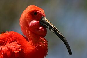 Head of Scarlet Ibis