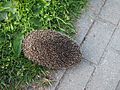 Hedgehog in Jurmala