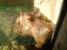 Hippopotamus at San Antonio Zoo DSCN0679