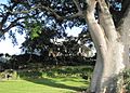 Honolulu-GraceCookehouse&sandboxtree