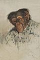 Houghton MS Typ 55.12 - Edward Lear, chimpanzee head