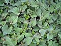 Houttynia cordata Leaf